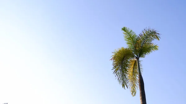 Palmetræ Med Baggrund Blå Himmel - Stock-foto