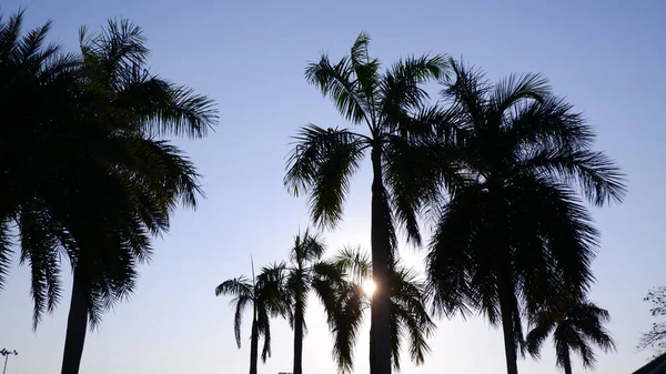 Palme Mit Blauem Himmel — Stockfoto