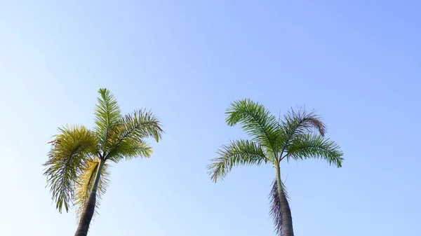 青空を背景にヤシの木 — ストック写真