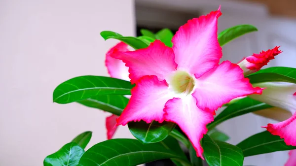 Primo Piano Del Fiore Azalea Rosa — Foto Stock