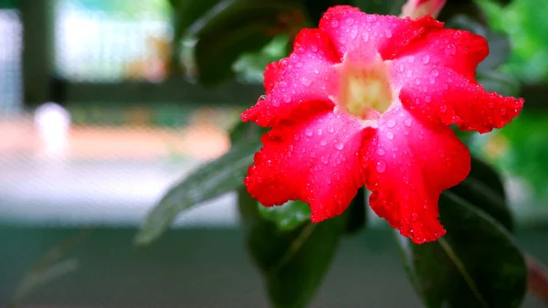 Primo Piano Del Fiore Azalea Rosa — Foto Stock