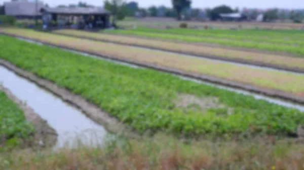 Blur Picture Vegetable Plot — Stock Photo, Image