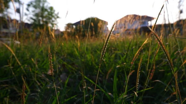 Kwiat Trawy Tle Pola Trawy — Zdjęcie stockowe