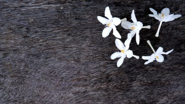 Tahta masada beyaz çiçekler