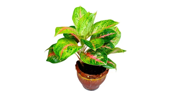 Aglaonema bitkileri beyaz arka planda izole bir tencerede..