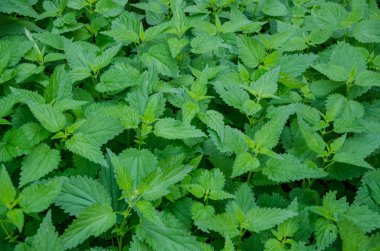 arkaplan için yeşil ısırgan otu.