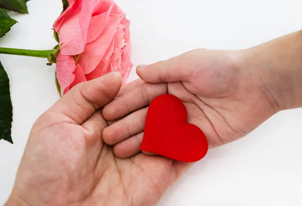 hand in hand and red heart. Close-up. Love concept. Heart on the palms on a background of rose. View from above.