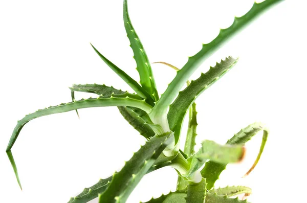 Feuilles Vertes Aloe Vera Isolées Sur Fond Blanc Gros Plan — Photo