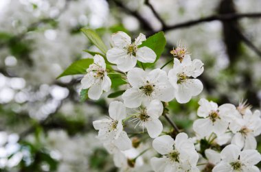 Beyaz kiraz çiçekleri. Kiraz çiçeklerinin arka planı.