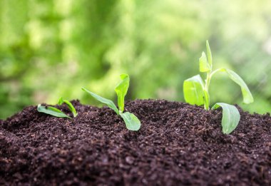 Genç yeşil doğa toprakta filizleniyor. ekoloji ve tarım kavramı.