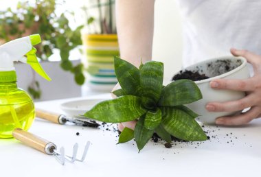 Bitki nakli. Ev bitkisi nakli, potta anthurium. Ev bitkilerindeki toprağı değiştir. Toprağı anthurium çiçeklerine çevirin. Ev bitkilerinin bakımı. Ev bahçeleri, ev bitkileri..