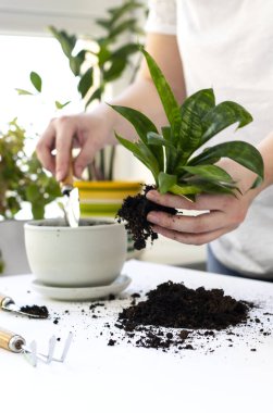 Bitki nakli. Ev bitkisi nakli, potta anthurium. Ev bitkilerindeki toprağı değiştir. Toprağı anthurium çiçeklerine çevirin. Ev bitkilerinin bakımı. Ev bahçeleri, ev bitkileri..