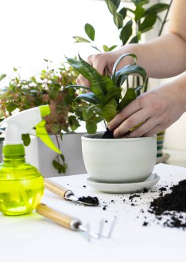 Bitki nakli. Ev bitkisi nakli, potta anthurium. Ev bitkilerindeki toprağı değiştir. Toprağı anthurium çiçeklerine çevirin. Ev bitkilerinin bakımı. Ev bahçeleri, ev bitkileri..