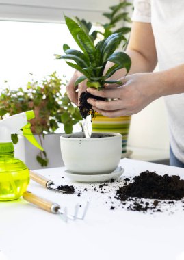 Bitki nakli. Ev bitkisi nakli, potta anthurium. Ev bitkilerindeki toprağı değiştir. Toprağı anthurium çiçeklerine çevirin. Ev bitkilerinin bakımı. Ev bahçeleri, ev bitkileri..