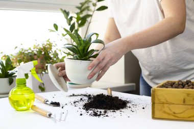 Bitki nakli. Ev bitkisi nakli, potta anthurium. Ev bitkilerindeki toprağı değiştir. Toprağı anthurium çiçeklerine çevirin. Ev bitkilerinin bakımı. Ev bahçeleri, ev bitkileri..