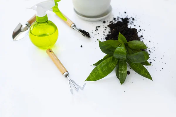 Bitki nakli. Ev bitkisi nakli, potta anthurium. Ev bitkilerindeki toprağı değiştir. Toprağı anthurium çiçeklerine çevirin. Ev bitkilerinin bakımı. Ev bahçeleri, ev bitkileri..