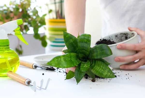 Bitki nakli. Ev bitkisi nakli, potta anthurium. Ev bitkilerindeki toprağı değiştir. Toprağı anthurium çiçeklerine çevirin. Ev bitkilerinin bakımı. Ev bahçeleri, ev bitkileri..