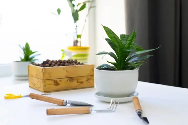 Trapianto Piante Pianta Appartamento Trapiantata Anthurium Vaso Cambiare Terreno Nelle — Foto Stock