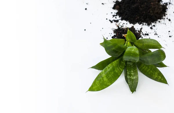 Bitki nakli. Ev bitkisi nakli, potta anthurium. Ev bitkilerindeki toprağı değiştir. Toprağı anthurium çiçeklerine çevirin. Ev bitkilerinin bakımı. Ev bahçeleri, ev bitkileri..