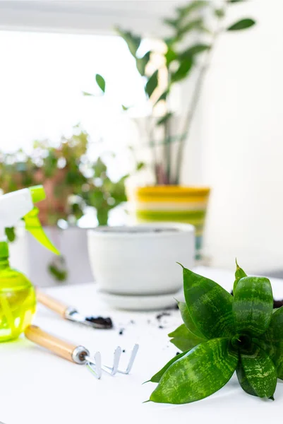 Bitki nakli. Ev bitkisi nakli, potta anthurium. Ev bitkilerindeki toprağı değiştir. Toprağı anthurium çiçeklerine çevirin. Ev bitkilerinin bakımı. Ev bahçeleri, ev bitkileri..