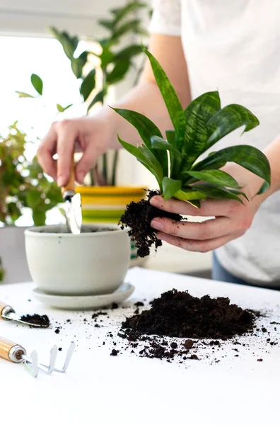 Bitki nakli. Ev bitkisi nakli, potta anthurium. Ev bitkilerindeki toprağı değiştir. Toprağı anthurium çiçeklerine çevirin. Ev bitkilerinin bakımı. Ev bahçeleri, ev bitkileri..
