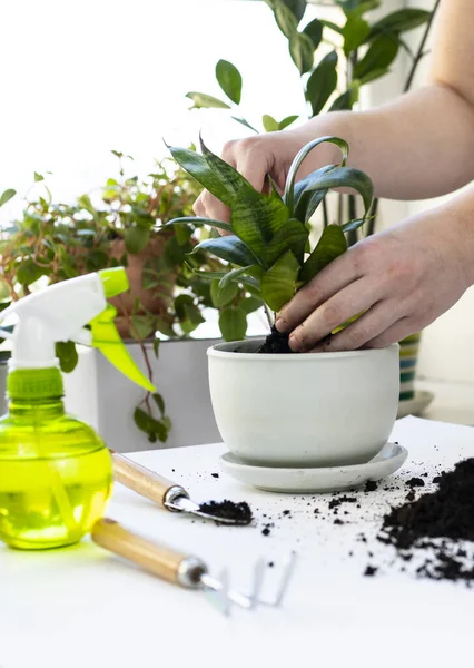 Bitki nakli. Ev bitkisi nakli, potta anthurium. Ev bitkilerindeki toprağı değiştir. Toprağı anthurium çiçeklerine çevirin. Ev bitkilerinin bakımı. Ev bahçeleri, ev bitkileri..