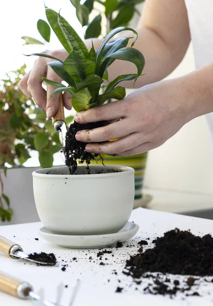 Bitki nakli. Ev bitkisi nakli, potta anthurium. Ev bitkilerindeki toprağı değiştir. Toprağı anthurium çiçeklerine çevirin. Ev bitkilerinin bakımı. Ev bahçeleri, ev bitkileri..