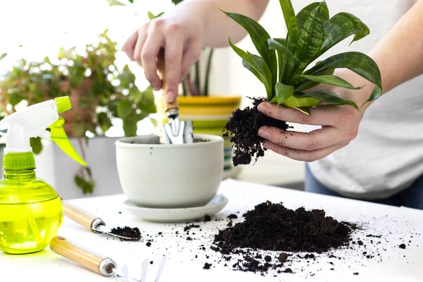 Bitki nakli. Ev bitkisi nakli, potta anthurium. Ev bitkilerindeki toprağı değiştir. Toprağı anthurium çiçeklerine çevirin. Ev bitkilerinin bakımı. Ev bahçeleri, ev bitkileri..
