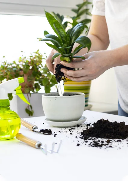 Bitki nakli. Ev bitkisi nakli, potta anthurium. Ev bitkilerindeki toprağı değiştir. Toprağı anthurium çiçeklerine çevirin. Ev bitkilerinin bakımı. Ev bahçeleri, ev bitkileri..