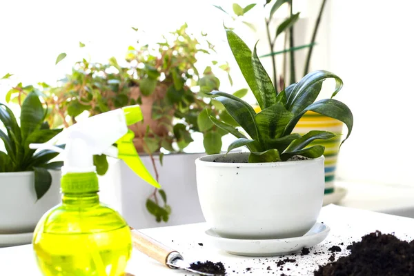 Bitki nakli. Ev bitkisi nakli, potta anthurium. Ev bitkilerindeki toprağı değiştir. Toprağı anthurium çiçeklerine çevirin. Ev bitkilerinin bakımı. Ev bahçeleri, ev bitkileri..