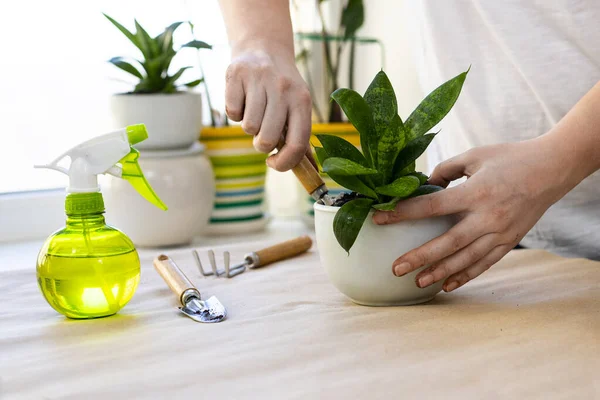 Bitki nakli. Ev bitkisi nakli, potta anthurium. Ev bitkilerindeki toprağı değiştir. Toprağı anthurium çiçeklerine çevirin. Ev bitkilerinin bakımı. Ev bahçeleri, ev bitkileri..