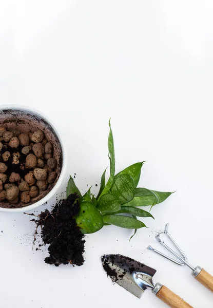 Bitki nakli. Ev bitkisi nakli, potta anthurium. Ev bitkilerindeki toprağı değiştir. Toprağı anthurium çiçeklerine çevirin. Ev bitkilerinin bakımı. Ev bahçeleri, ev bitkileri..