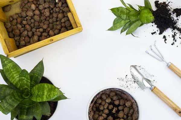 Bitki nakli. Ev bitkisi nakli, potta anthurium. Ev bitkilerindeki toprağı değiştir. Toprağı anthurium çiçeklerine çevirin. Ev bitkilerinin bakımı. Ev bahçeleri, ev bitkileri..