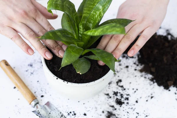 Bitki nakli. Ev bitkisi nakli, potta anthurium. Ev bitkilerindeki toprağı değiştir. Toprağı anthurium çiçeklerine çevirin. Ev bitkilerinin bakımı. Ev bahçeleri, ev bitkileri..
