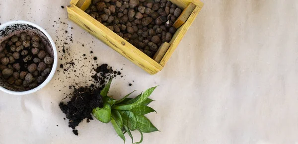 Bitki nakli. Ev bitkisi nakli, potta anthurium. Ev bitkilerindeki toprağı değiştir. Toprağı anthurium çiçeklerine çevirin. Ev bitkilerinin bakımı. Ev bahçeleri, ev bitkileri..