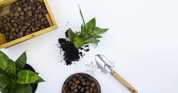Bitki nakli. Ev bitkisi nakli, potta anthurium. Ev bitkilerindeki toprağı değiştir. Toprağı anthurium çiçeklerine çevirin. Ev bitkilerinin bakımı. Ev bahçeleri, ev bitkileri..
