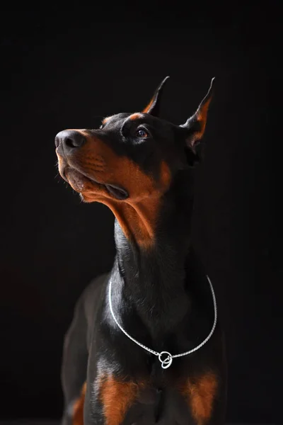 Ritratto di un giovane e bellissimo Doberman su sfondo nero di alta qualità, primo piano — Foto Stock