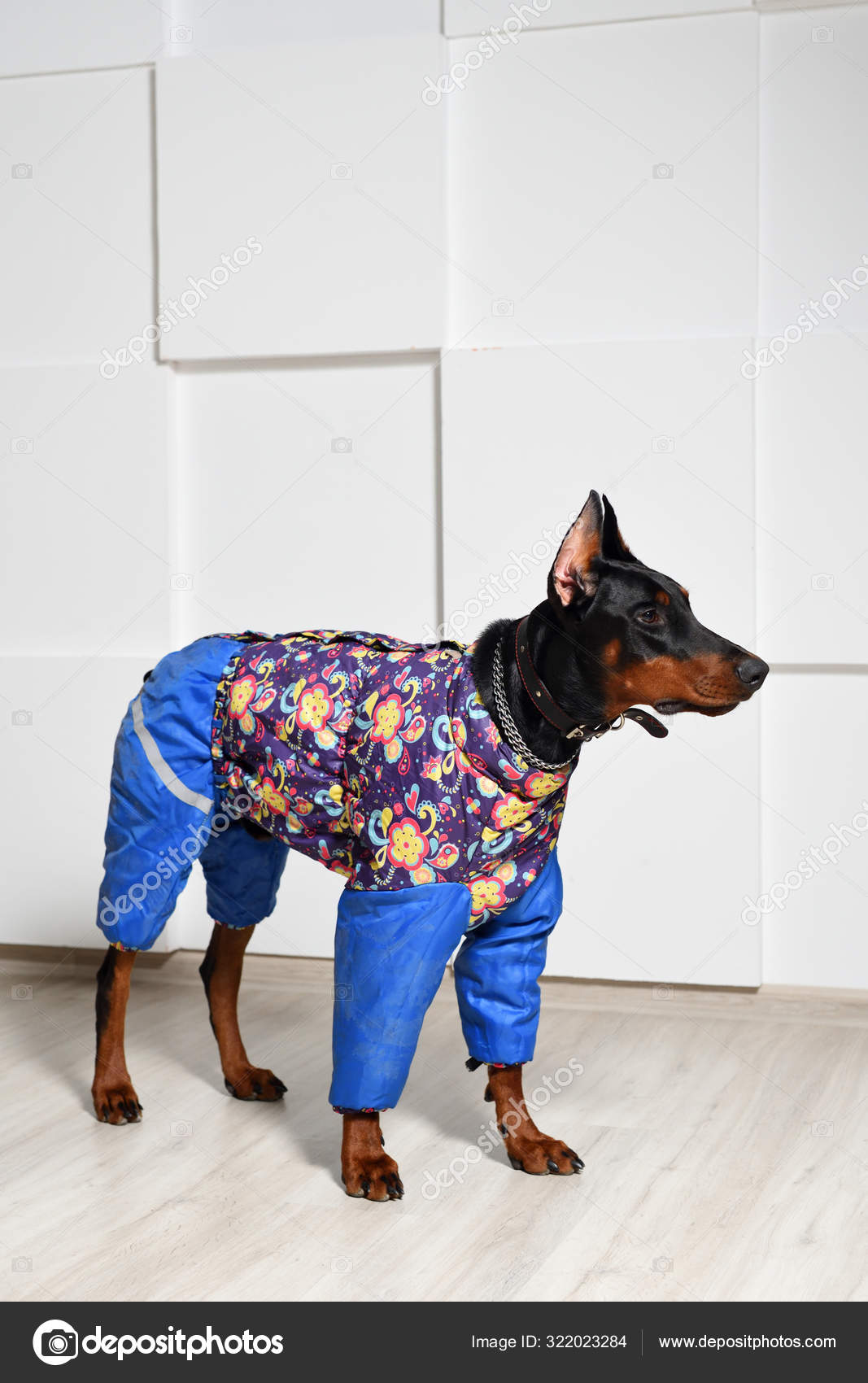 Doberman wearing clothes cheap