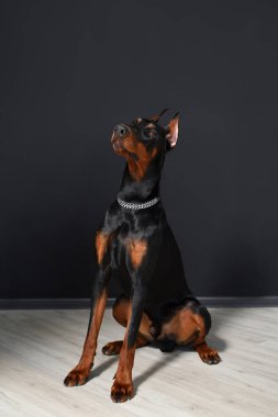Güzel genç Doberman, bir fotoğraf stüdyosundaki siyah bir duvara karşı lamine bir zeminde oturuyor.