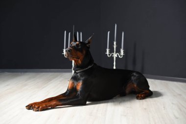 Güzel Doberman lamine zeminde, elinde şamdanlarla bir fotoğraf stüdyosunda, siyah bir duvara yaslanmış yatıyor.