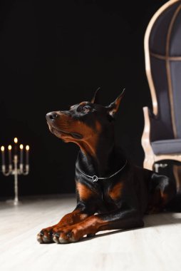 Güzel Doberman lamine zeminde, elinde şamdanlarla bir fotoğraf stüdyosunda, siyah bir duvara yaslanmış yatıyor.