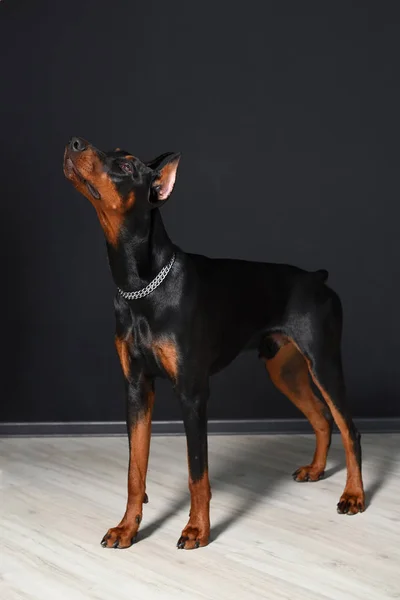 Bello giovane Doberman si trova su un pavimento in laminato contro una parete nera e guarda con attenzione avanti — Foto Stock