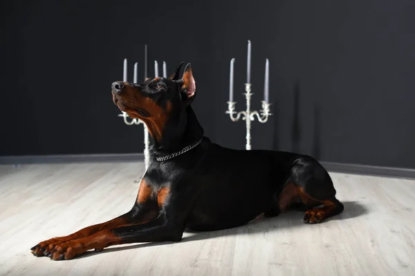 Belle Doberman est couché et levant les yeux contre un mur noir avec des chandeliers dans un studio de photo — Photo