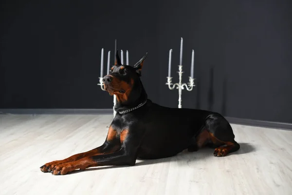 Gyönyörű Doberman fekszik a laminált padlón szemben egy fekete fal gyertyatartókkal egy fotó stúdióban — Stock Fotó