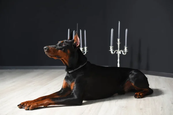 Belle Doberman est couché sur le sol stratifié contre un mur noir avec des chandeliers dans un studio photo — Photo