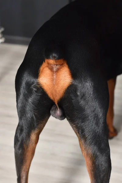 Doberman dos, les jambes, les fesses et la queue coupée, gros plan — Photo