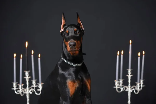 Vackra unga Doberman porträtt på den svarta väggen bakgrund och ljusstakar med brinnande ljus — Stockfoto