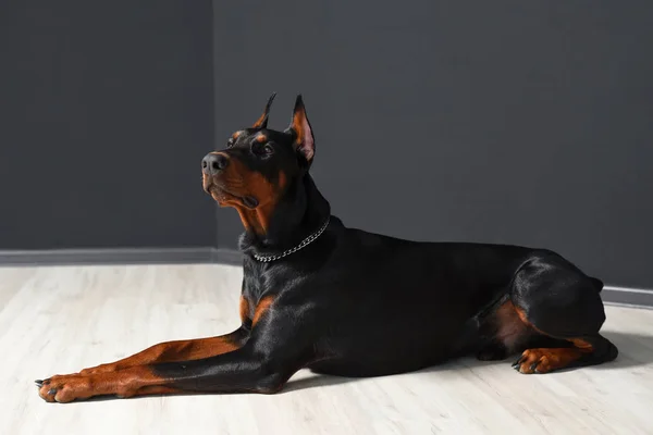 Bella Doberman è sdraiato sul pavimento in laminato contro la parete nera nello studio fotografico — Foto Stock