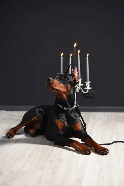 Bellissimo Doberman è sdraiato sul pavimento in laminato contro una parete nera con candelieri in uno studio fotografico — Foto Stock