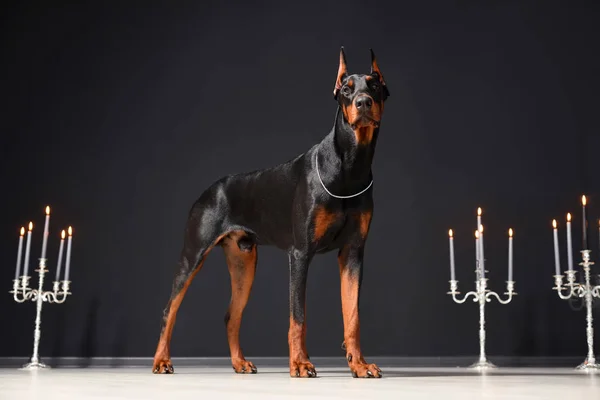 Un bellissimo giovane Doberman si erge contro un muro nero e candelabri con candele accese. Orgoglioso doberman — Foto Stock